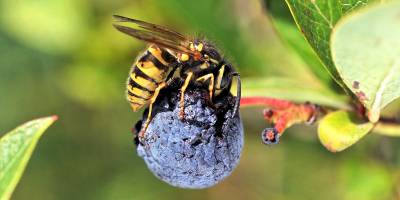 Der Wespe scheint auch diese runzlige überreife Heidelbeere noch zu schmecken.
