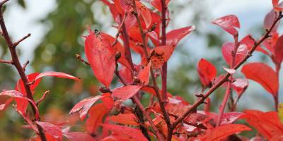 Gegen Herbst färben sich die Heidelbeerstauden immer wunderschön rot.