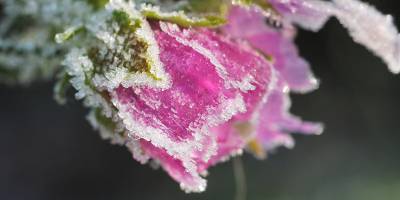 Für diese Malvenblüte kam der Raureif wohl überraschend.