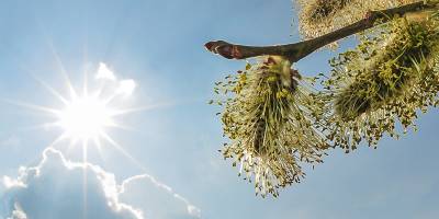 Es ist Frühling! Die Sonne scheint wärmer und wärmer, und erste Weidenkätzchen erscheinen.