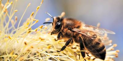 Vor einigen Jahren sind ausserordentlich viele Bienenvölker in der Schweiz gestorben während des Winters. Unsere gehörten leider auch dazu.