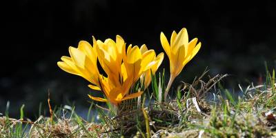 Rund ums Haus wachsen das ganze Jahr über verschiedene Wildblumen. Zu den ersten gehören die Krokusse, ungefähr zeitgleich mit den Schneeglöckchen.