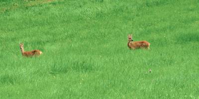 Auch oft zu sehen sind Rehe. Ein Stück unter unserem Haus hat es Wald, und davor liegt unsere Ökofläche. Eine artenreiche extensive Wiese, die wir erst spät mähen damit Rehe und andere Tiere Ihre Jungen in Ruhe zur Welt bringen können.