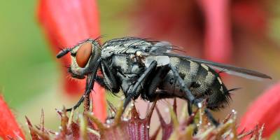 Wieder ein Insekt, wieder auf einer Goldmelissenblüte. Aber diesmal eher weniger sympathisch als die Hummel.