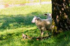 Milchschaflämmer unter einem Baum am Schatten