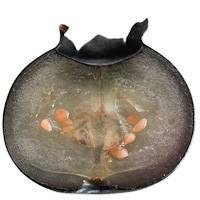 Heidelbeere Heidelbeere aufgeschnitten